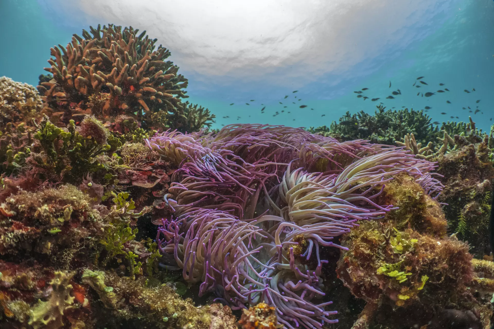 Marine Biodiversity Sulawesi Utara