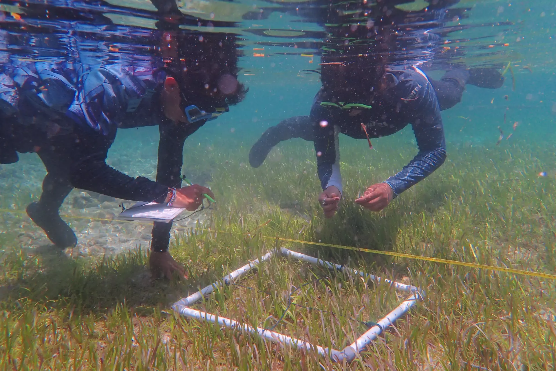 Penyelam memeriksa terumbu karang